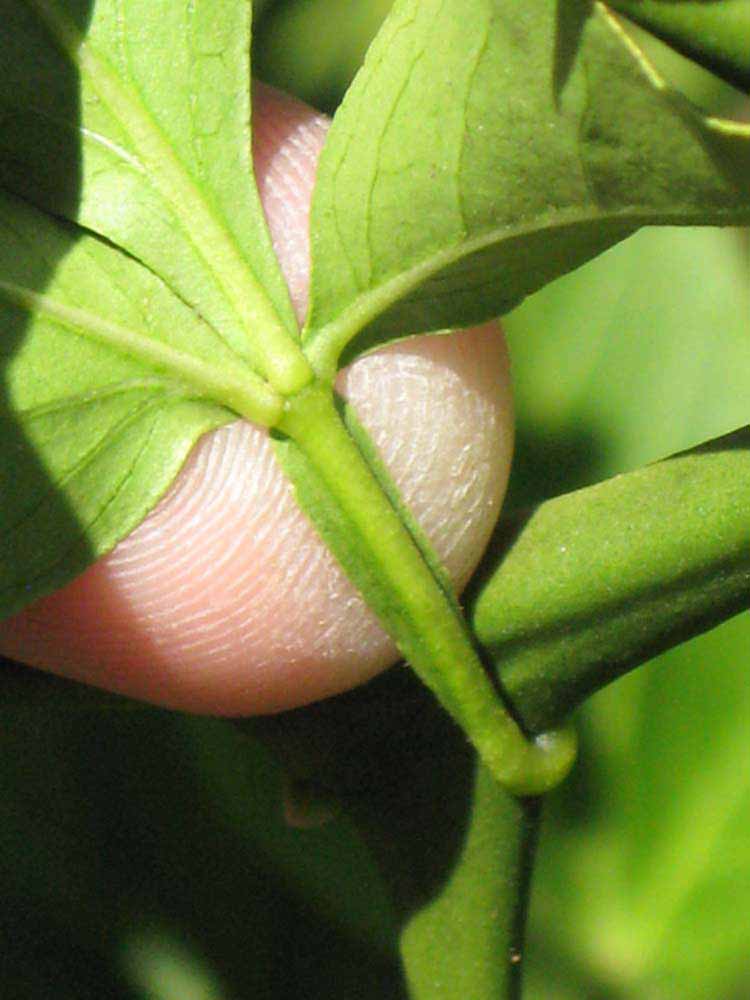                Petiole (Swingle, Riverside, CA)       